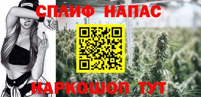 гашик Кингисепп
